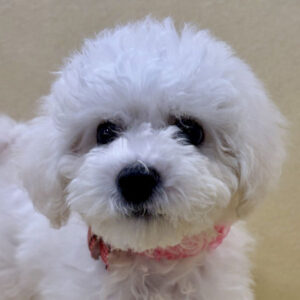 ビション・フリーゼ