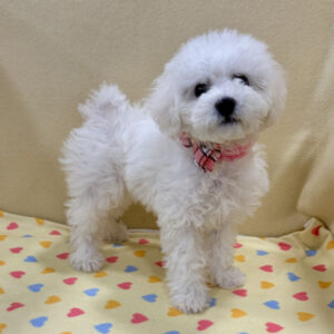 Alternative view of ビション・フリーゼ