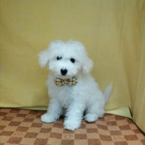 Alternative view of ビション・フリーゼ