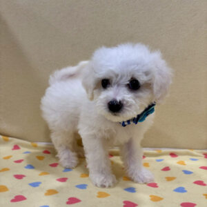 Alternative view of ビション・フリーゼ