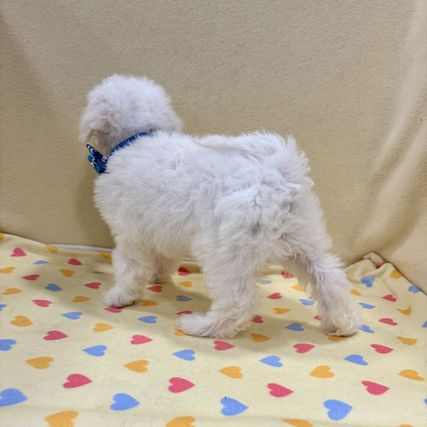 ビション・フリーゼ - 画像 (3)