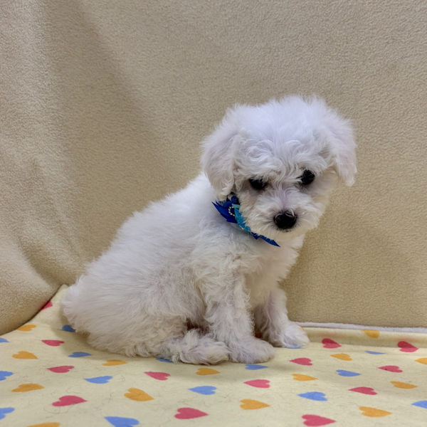 ビション・フリーゼ - 画像 (4)