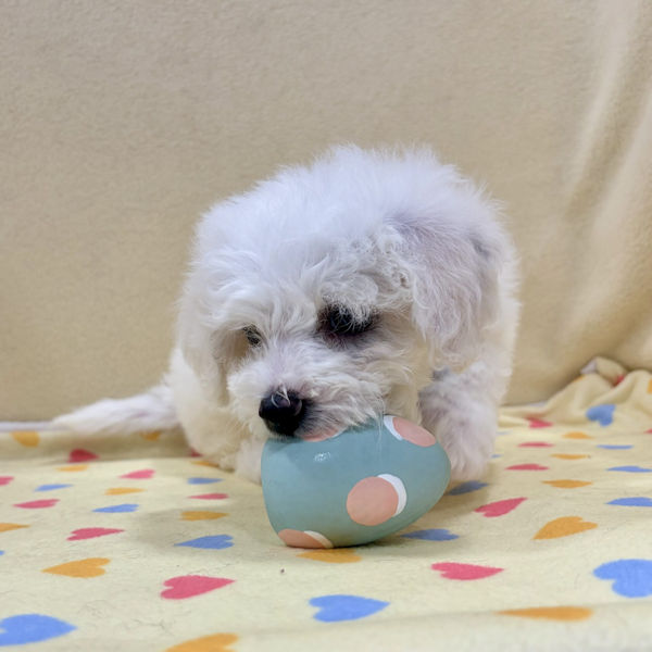 ビション・フリーゼ - 画像 (5)