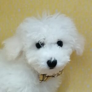 ビション・フリーゼ