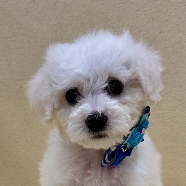 ビション・フリーゼ