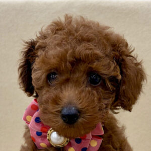 トイ・プードル