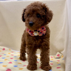 Alternative view of トイ・プードル