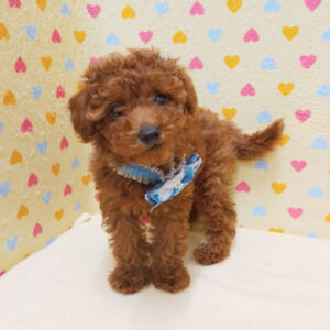 Alternative view of トイ・プードル