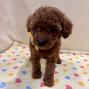 Alternative view of トイ・プードル