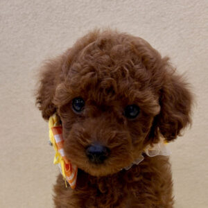 トイ・プードル