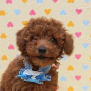 トイ・プードル