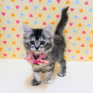 Alternative view of キンカロー