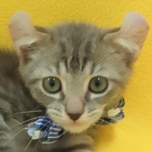 アメリカン・カール