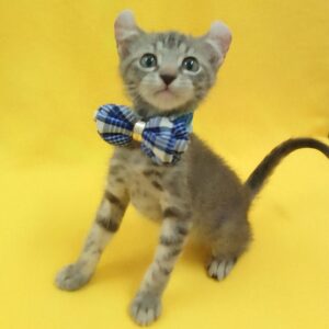 Alternative view of アメリカン・カール