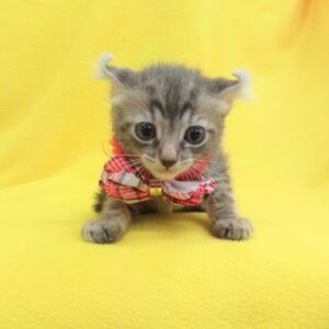 Alternative view of アメリカン・カール