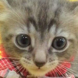 アメリカン・カール