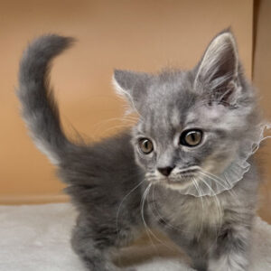 Alternative view of サイベリアン