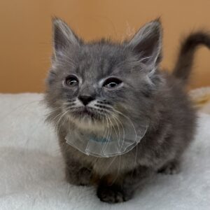 Alternative view of サイベリアン