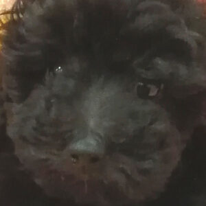 トイ・プードル