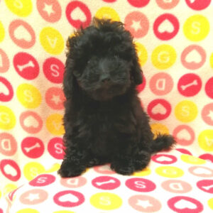 Alternative view of トイ・プードル