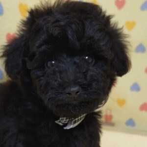 トイ・プードル