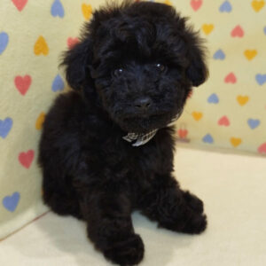 Alternative view of トイ・プードル