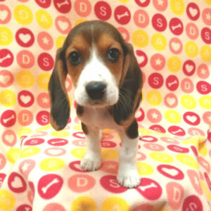 Alternative view of ミックス犬