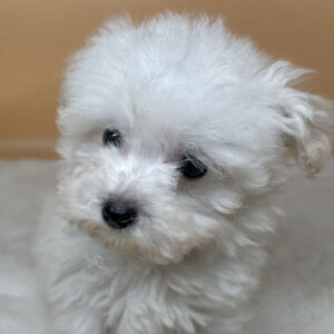 ビション・フリーゼ