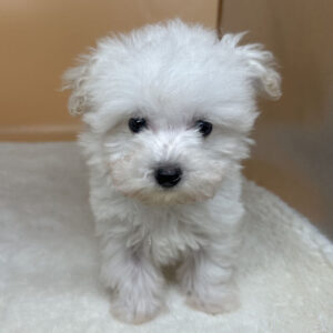 Alternative view of ビション・フリーゼ