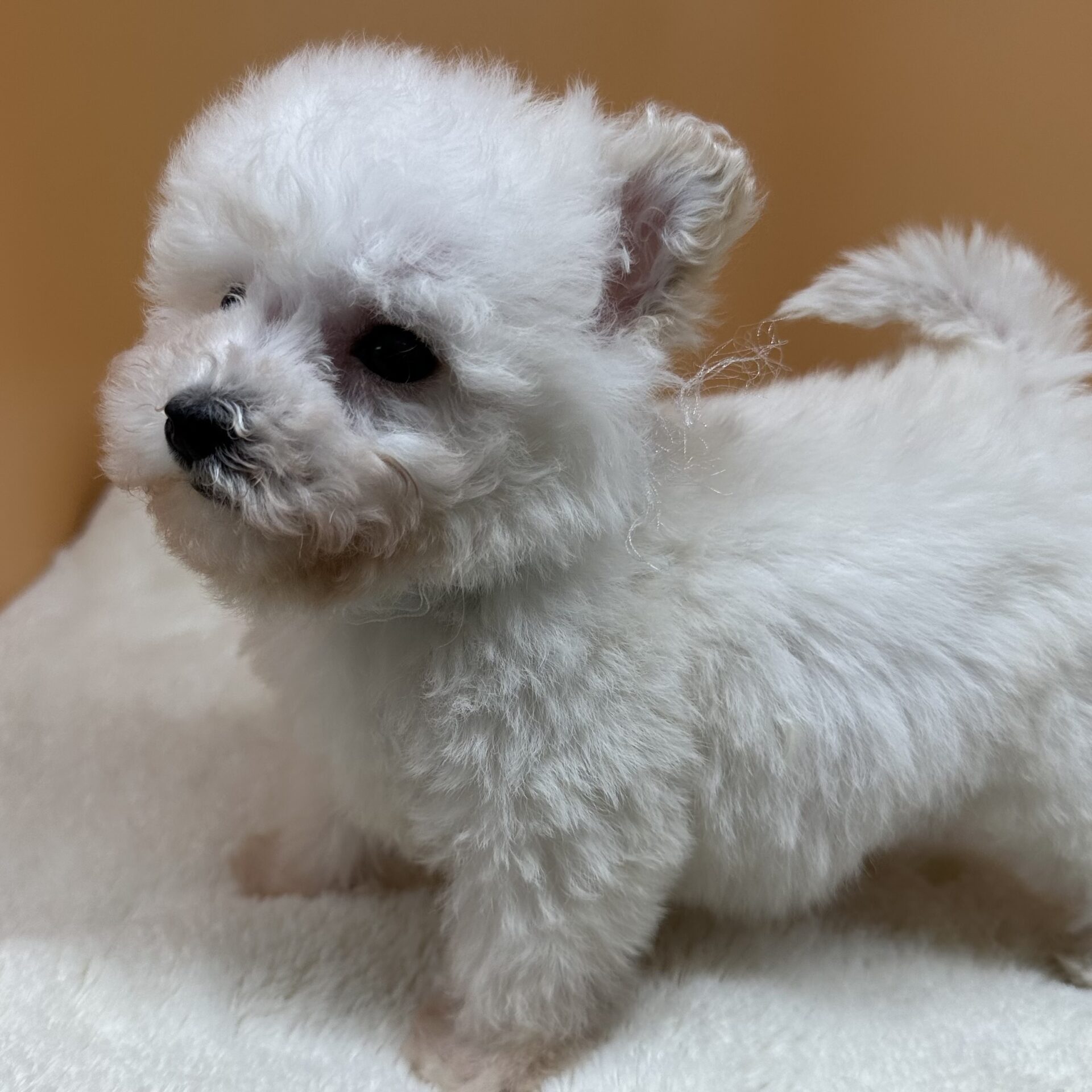 ビション・フリーゼ - 画像 (4)