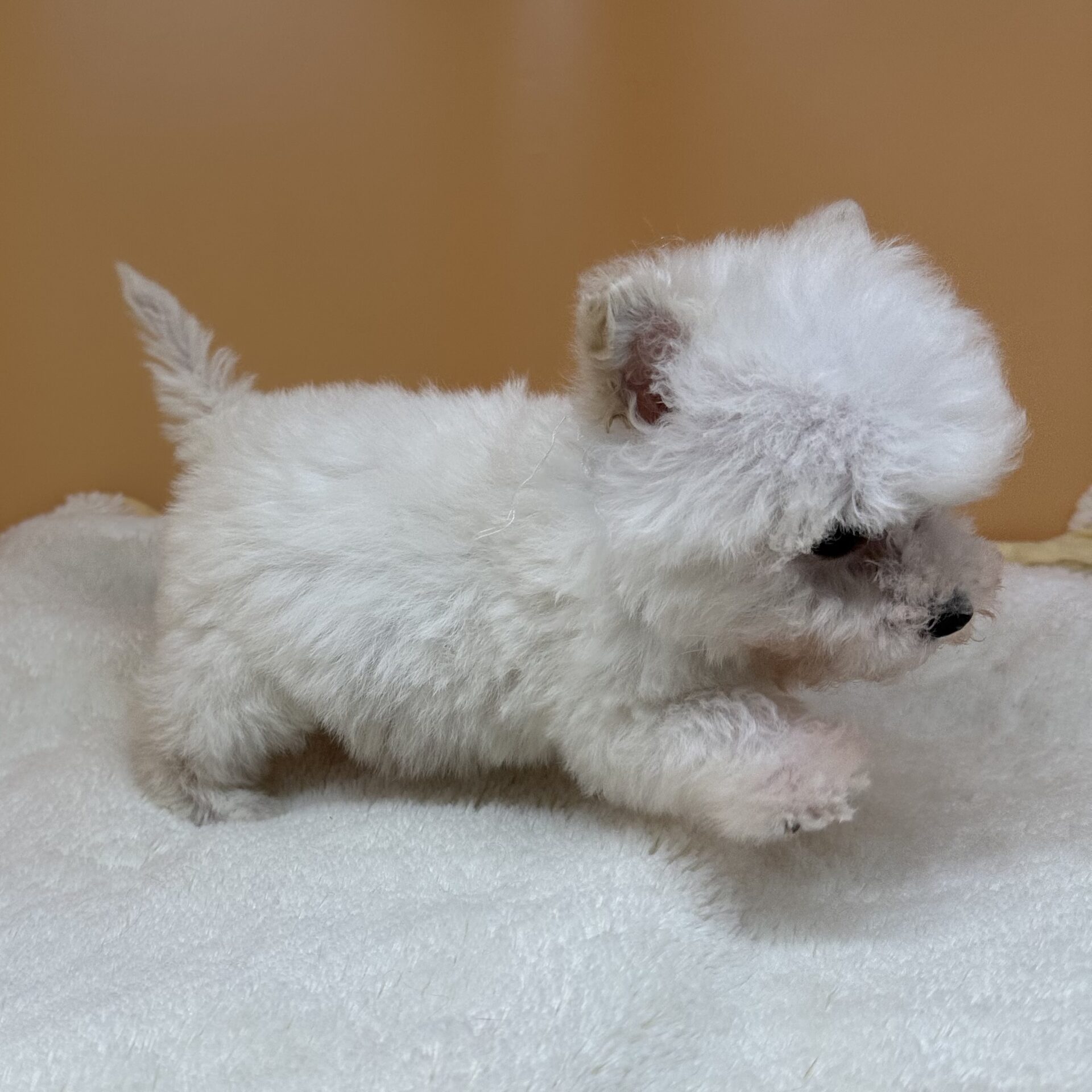 ビション・フリーゼ - 画像 (5)