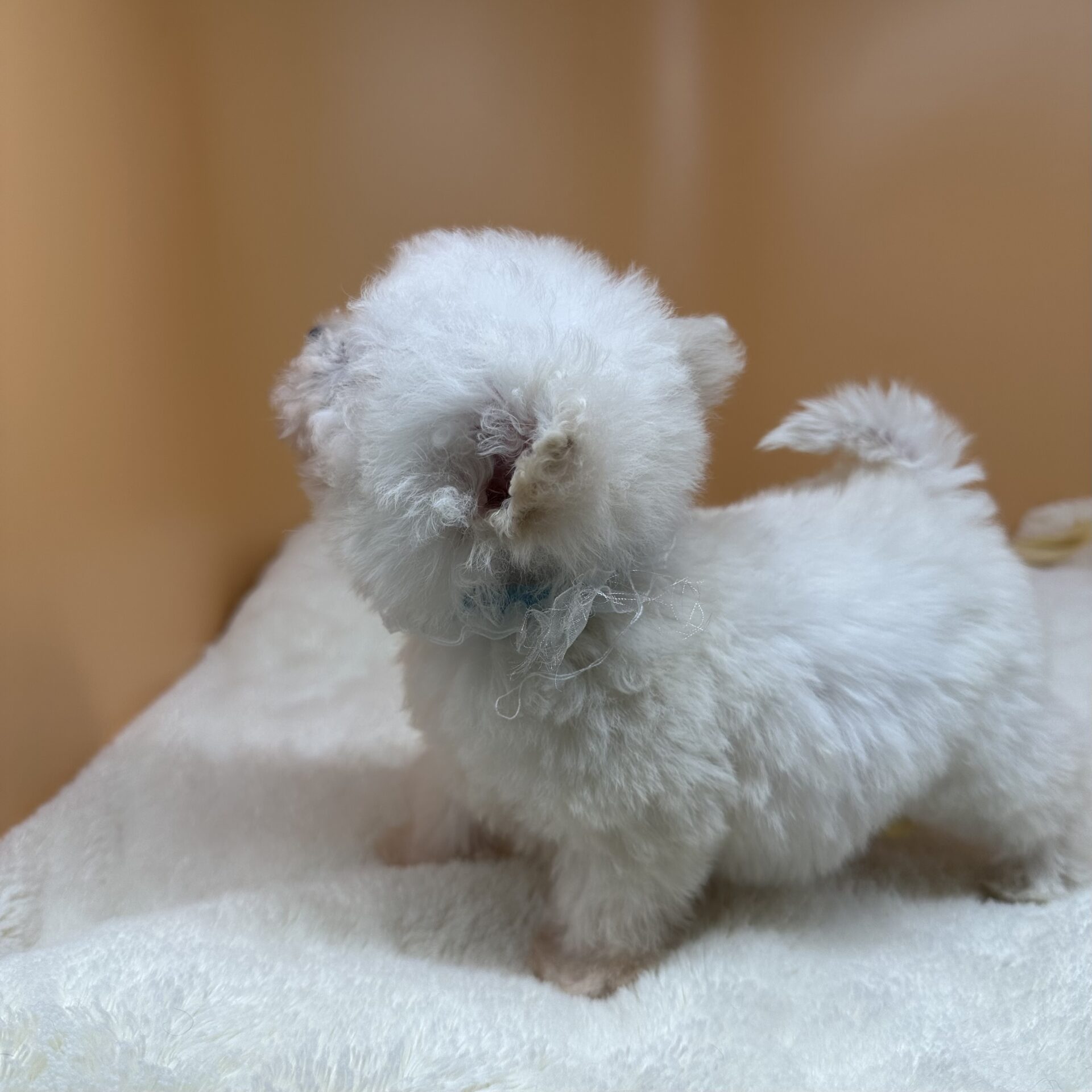 ビション・フリーゼ - 画像 (3)