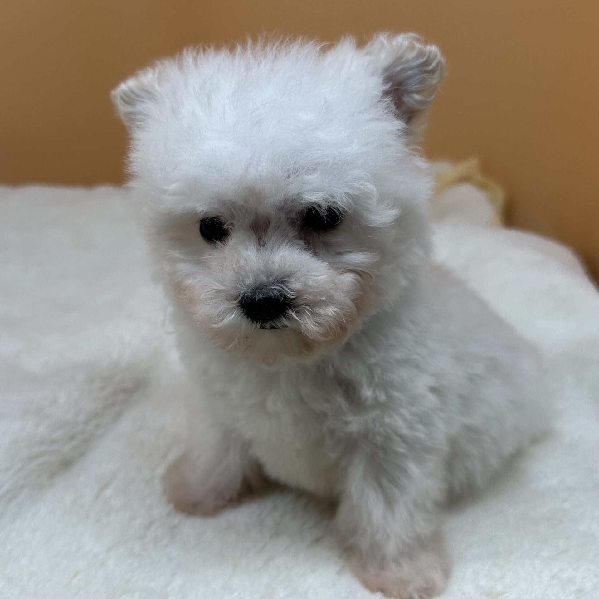 ビション・フリーゼ - 画像 (2)