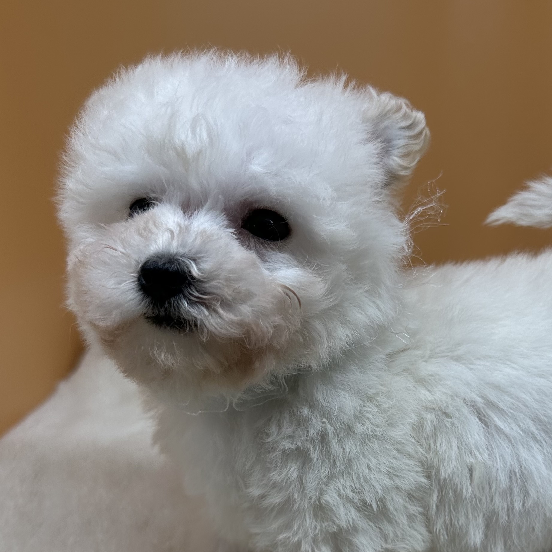 ビション・フリーゼ