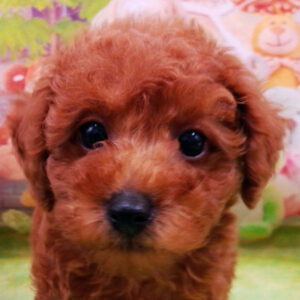 トイ・プードル