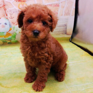 Alternative view of トイ・プードル