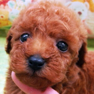 トイ・プードル