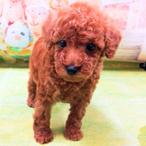 Alternative view of トイ・プードル