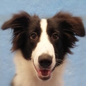 ミックス犬