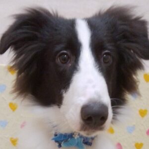 ミックス犬