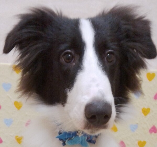 ミックス犬