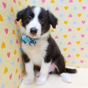 Alternative view of ミックス犬