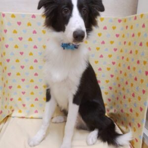 Alternative view of ミックス犬