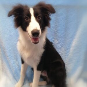 Alternative view of ミックス犬
