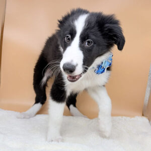 Alternative view of ミックス犬