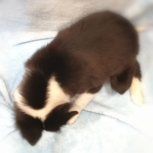 ミックス犬 - 画像 (5)