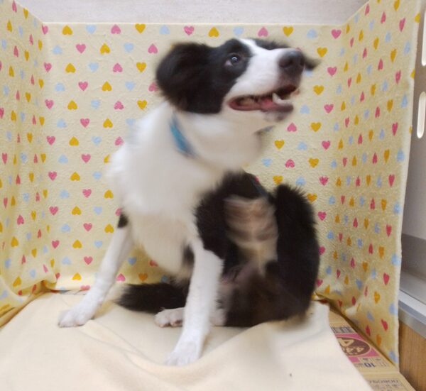 ミックス犬 - 画像 (3)