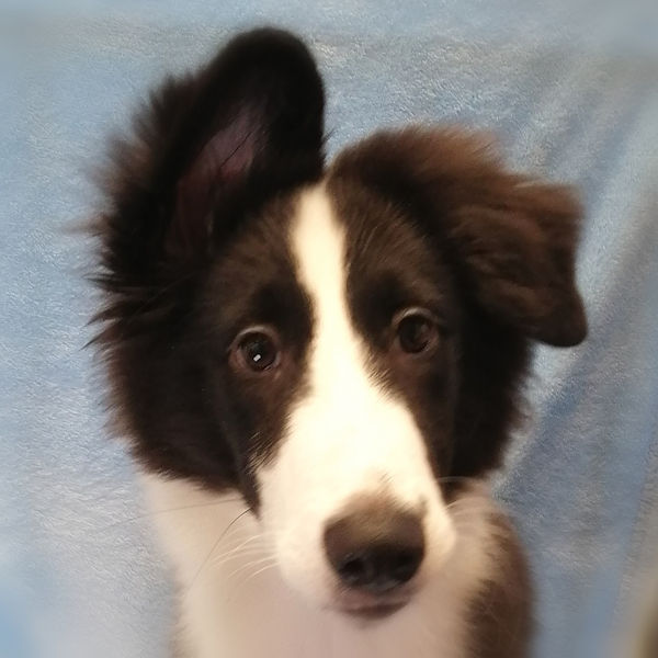 ミックス犬