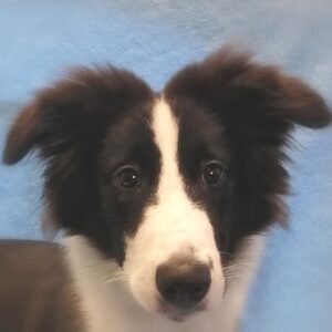 ミックス犬