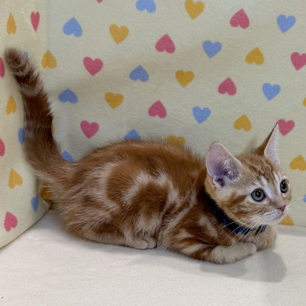 アメリカン・ショートヘアー - 画像 (3)